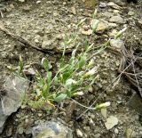 Chardinia orientalis. Цветущее и плодоносящее растение. Копетдаг, Чули. Май 2011 г.