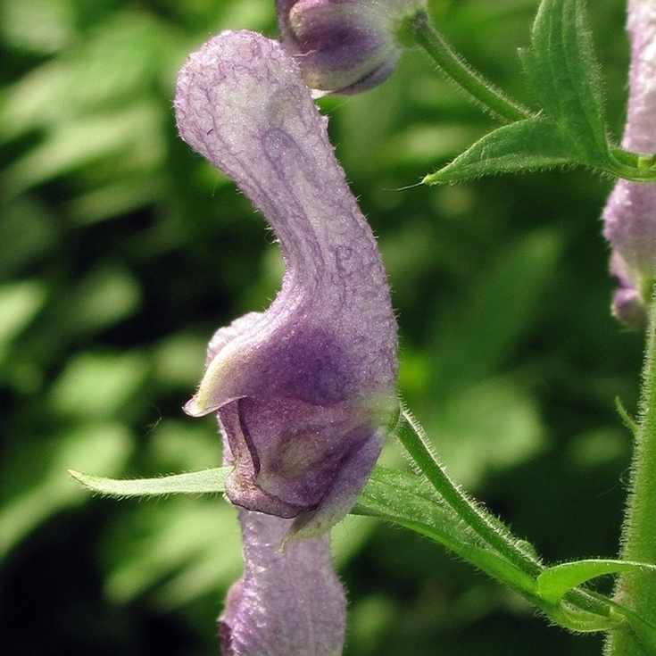 Изображение особи Aconitum septentrionale.