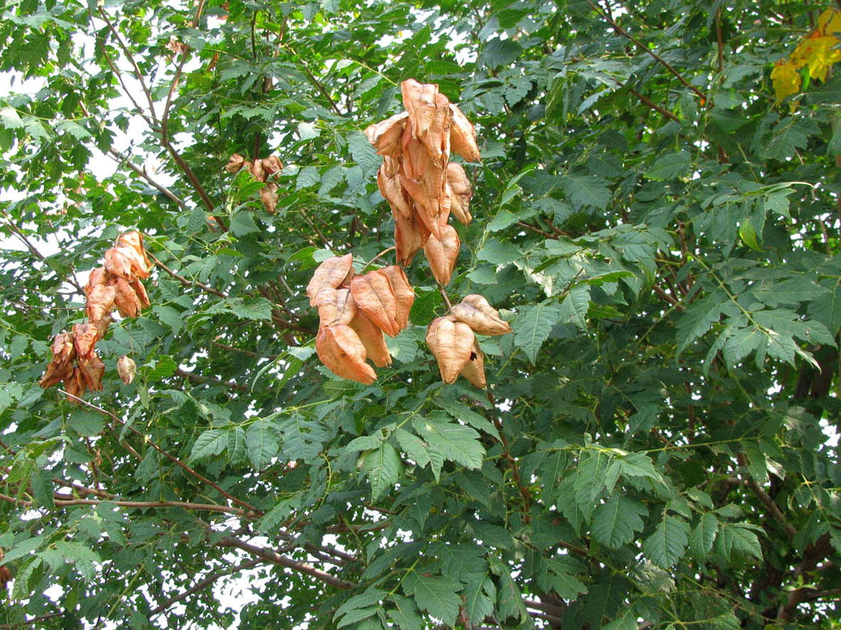 Изображение особи Koelreuteria paniculata.