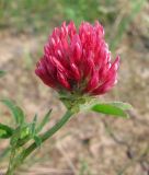 Trifolium pratense. Соцветие. Окр. Томска, свалка. 27.06.2012.