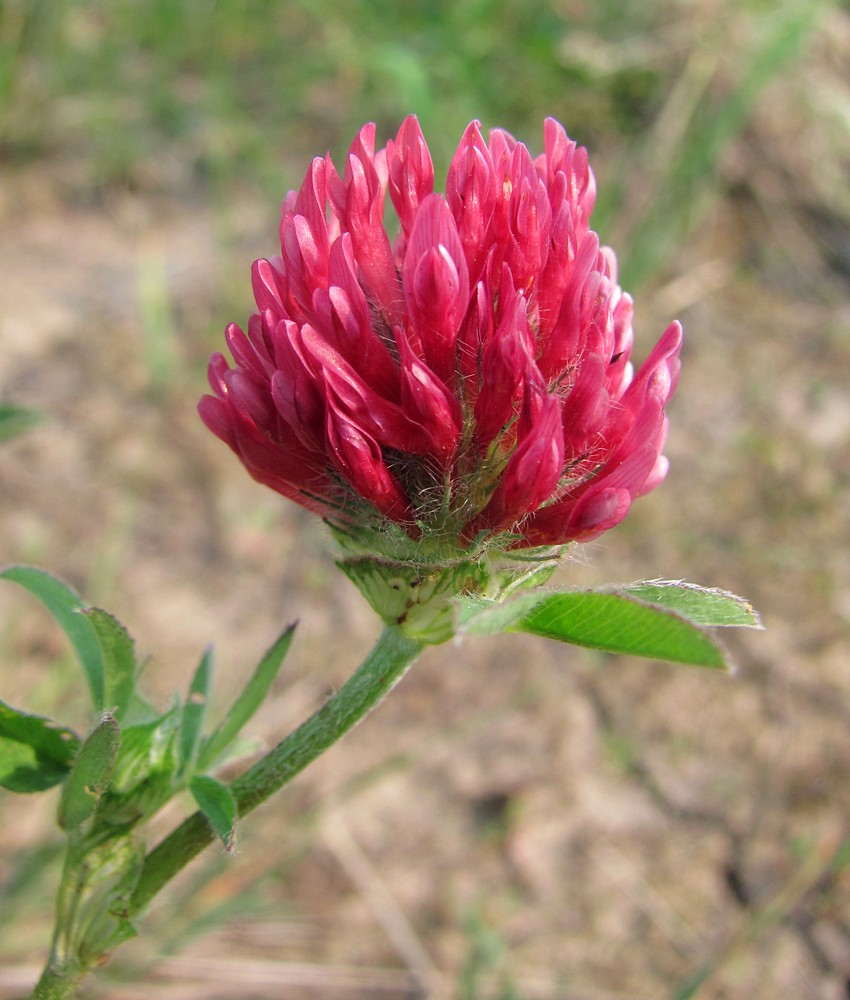 Изображение особи Trifolium pratense.