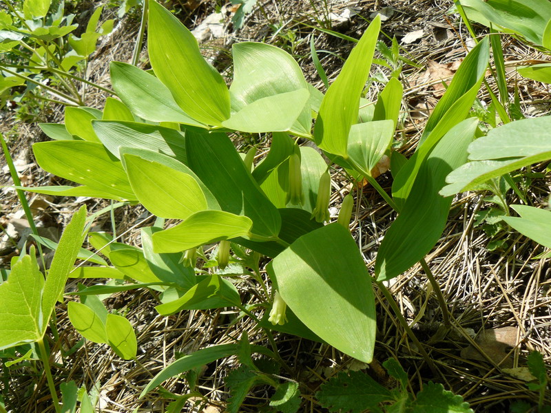 Изображение особи Polygonatum odoratum.