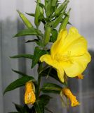 род Oenothera