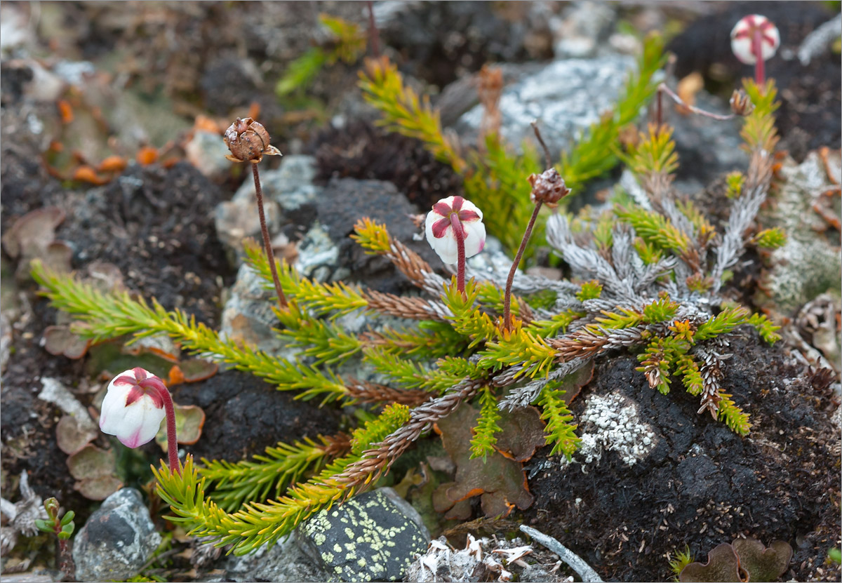 Изображение особи Harrimanella hypnoides.