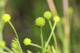 Ranunculus ophioglossifolius