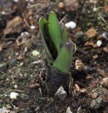 Colchicum haynaldii