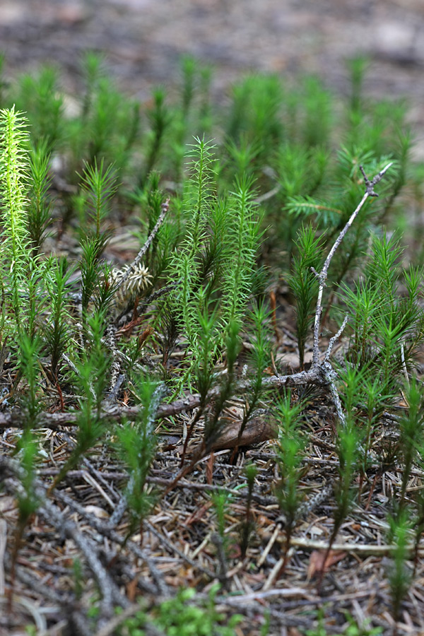 Изображение особи Lycopodium annotinum.