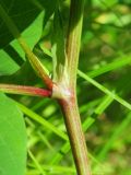 Astragalus glycyphyllos