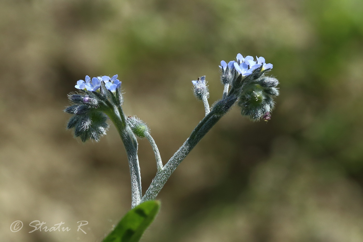 Изображение особи Myosotis arvensis.