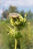 Cirsium oleraceum. Верхушка цветущего растения. Ленинградская обл., Ломоносовский р-н, окр. дер. Низино, обочина дороги. 20.07.2014.