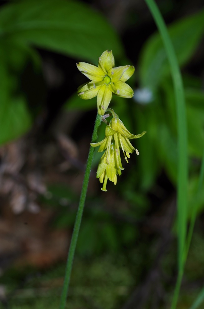 Изображение особи Clintonia borealis.