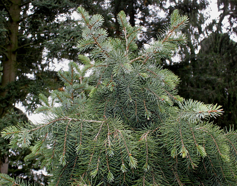 Изображение особи Picea breweriana.