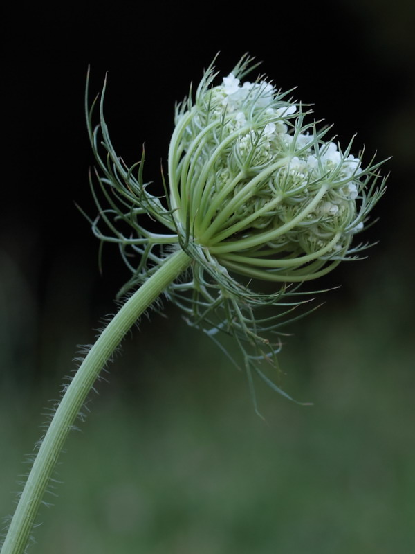 Изображение особи Daucus carota.