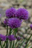 Allium schoenoprasum. Верхушка растения с соцветиями. Свердловская обл., Карпинский городской округ, 44 км дороги Карпинск - Кытлым, ниже турбазы \"Серебрянский Камень\", на берегу р. Лобва, выс. 300 м н.у.м. 18.07.2015.