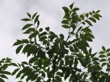 Fraxinus mandshurica. Верхушка ветви. Курильские о-ва, Кунашир, окр. дачного пос. Третьяково. 18 июля 2015 г.