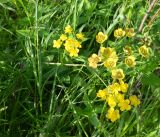 Bupleurum subspecies aureum