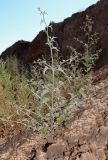 Atriplex aucheri