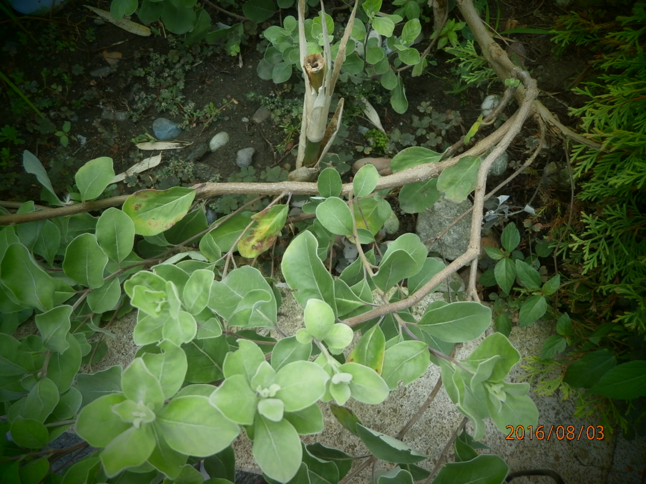 Изображение особи Vitex trifolia ssp. litoralis.