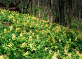 Corydalis marschalliana