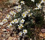 Cistus clusii. Цветущее растение. Испания, гора Монтсеррат. Май 2016 г.