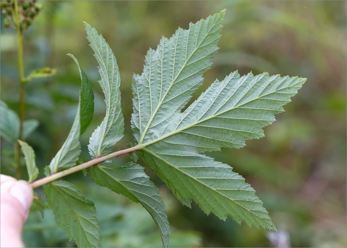 Изображение особи Filipendula ulmaria.