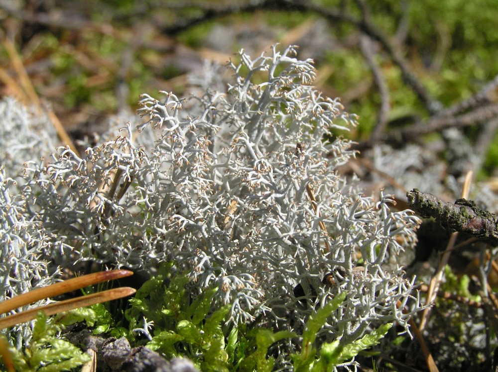 Изображение особи Cladonia rangiferina.