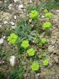 Euphorbia helioscopioides. Цветущее растение. Крым, Байдарская долина, окр. с. Тыловое. 13.04.2010.