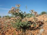 Astragalus aulieatensis. Цветущее растение. Казахстан, вост. предгорья хр. Каратау, сев. кромка котловины оз. Кызылколь, галечниковые наносы на пестроцветах на склоне юго-зап. экспозиции. 9 мая 2017 г.