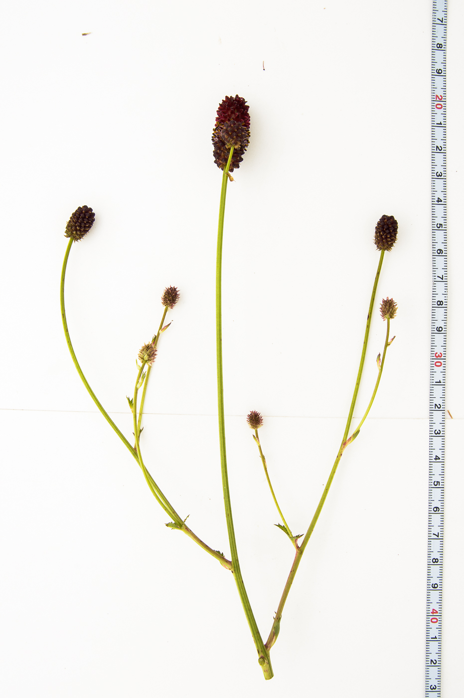Image of Sanguisorba officinalis specimen.