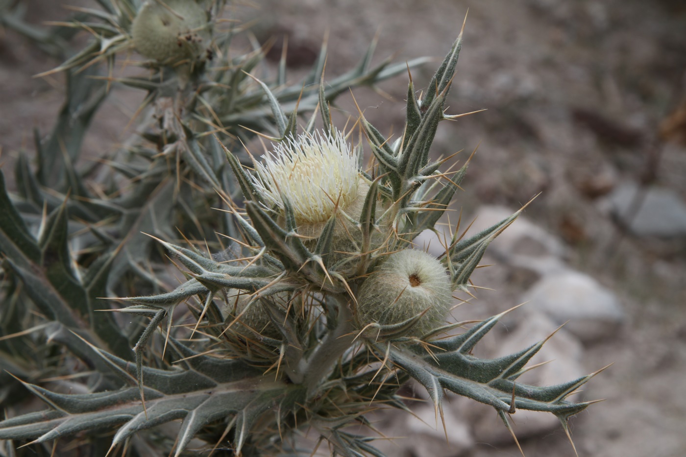 Изображение особи Cirsium turkestanicum.