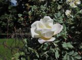 Rosa spinosissima. Цветок (махровая форма). Марий Эл, г. Йошкар-Ола, сквер лицея № 11, в озеленении. 20.06.2017.