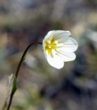 Lloydia serotina. Цветок. Якутия, Нерюнгринский р-н, окр. перевала Тит, щебнистый склон. 12.07.2016.