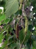 Betula platyphylla. Верхушка веточки с соплодиями. Амурская обл., Бурейский р-н, с. Виноградовка, огород. 27.07.2016.