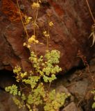 Thalictrum foetidum