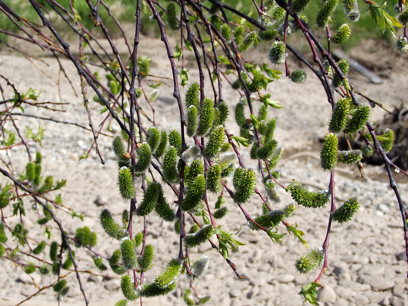 Изображение особи Salix rorida.
