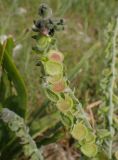 Cynoglossum columnae