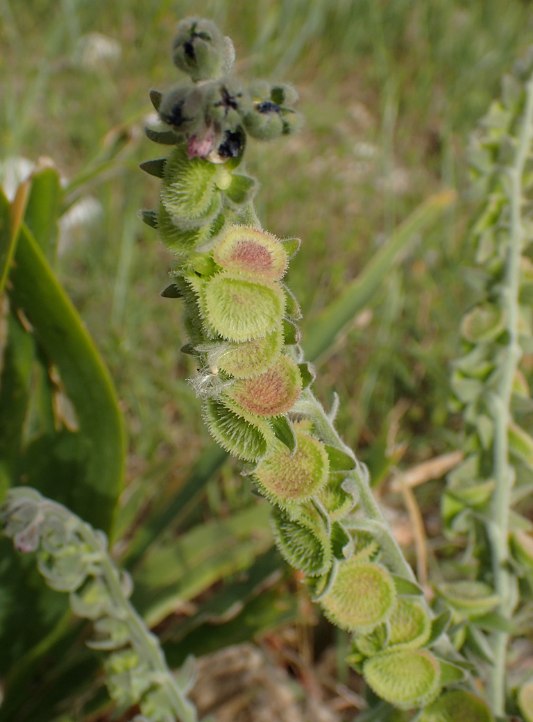 Изображение особи Cynoglossum columnae.