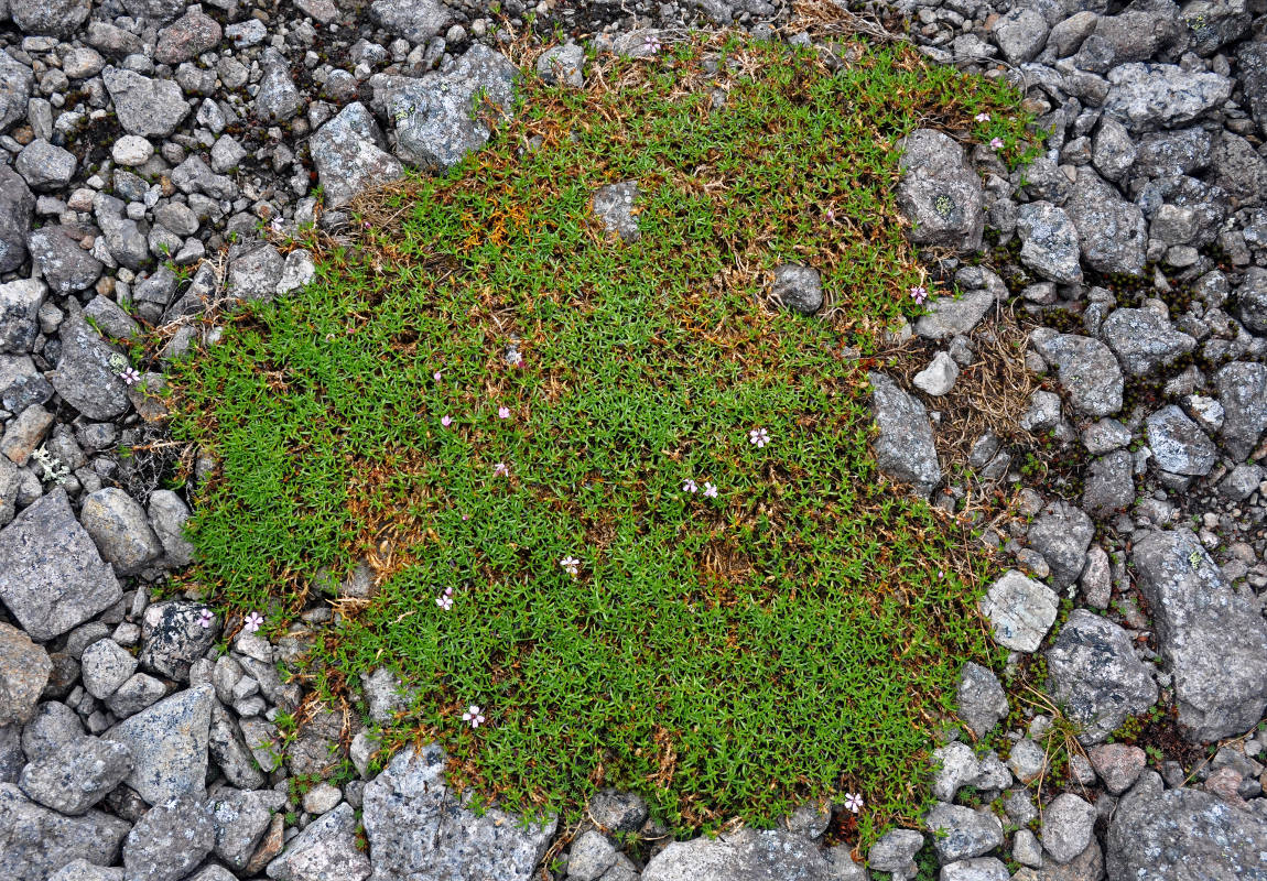 Изображение особи Silene acaulis.