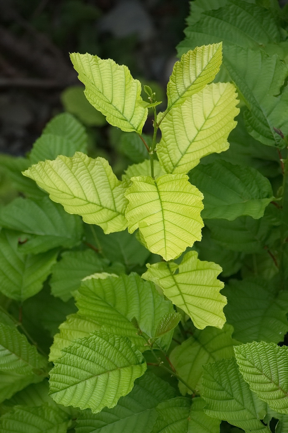 Изображение особи Alnus incana.