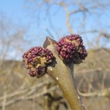 Fraxinus excelsior. Верхушка побега с развивающимися боковыми соцветиями и верхушечной почкой. Краснодарский край, Абинский р-н, окр. станицы Шапсугская, мергелевый карьер. 15.03.2014.