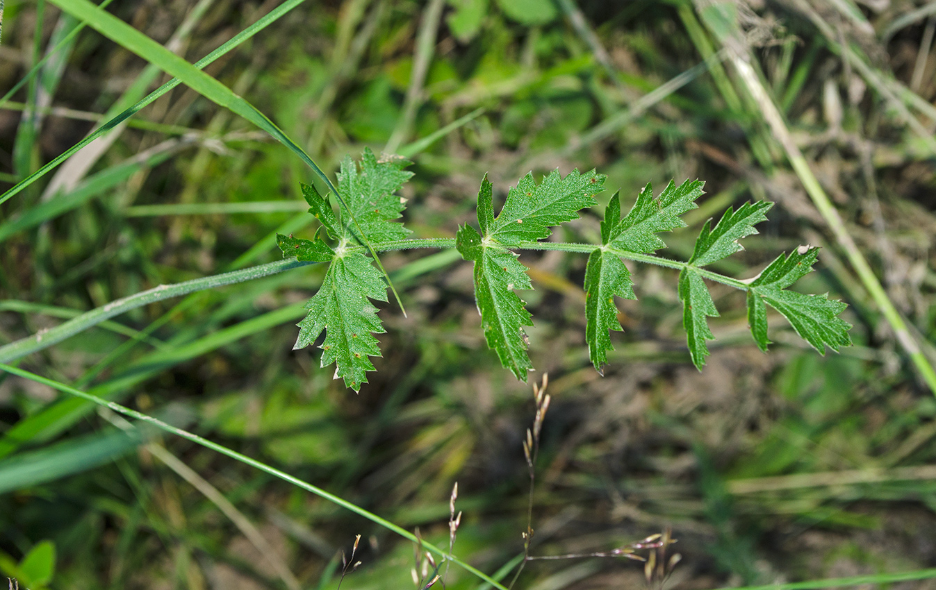 Изображение особи Pimpinella nigra.