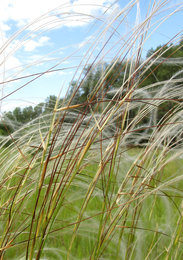 Изображение особи Stipa pennata.