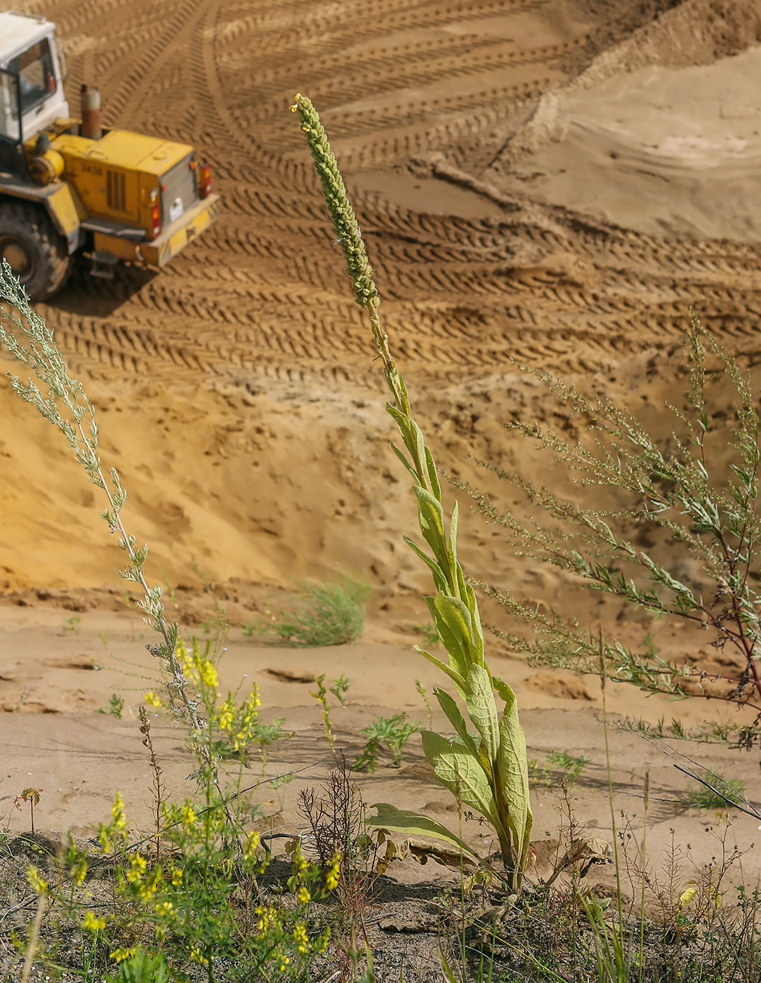 Изображение особи Verbascum thapsus.