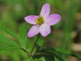 Anemone caerulea