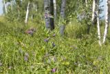 Vicia pseudorobus