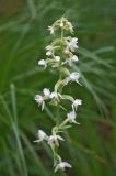 Platanthera bifolia