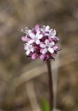 Valeriana capitata. Соцветие. Красноярский край, Среднесибирское плоскогорье, плато Путорана, правый берег р. Глубокая (вытекает из оз. Глубокое). 18.06.2020.