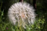 Tragopogon porrifolius ssp. longirostris