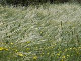 Stipa pulcherrima