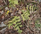 Dryopteris carthusiana